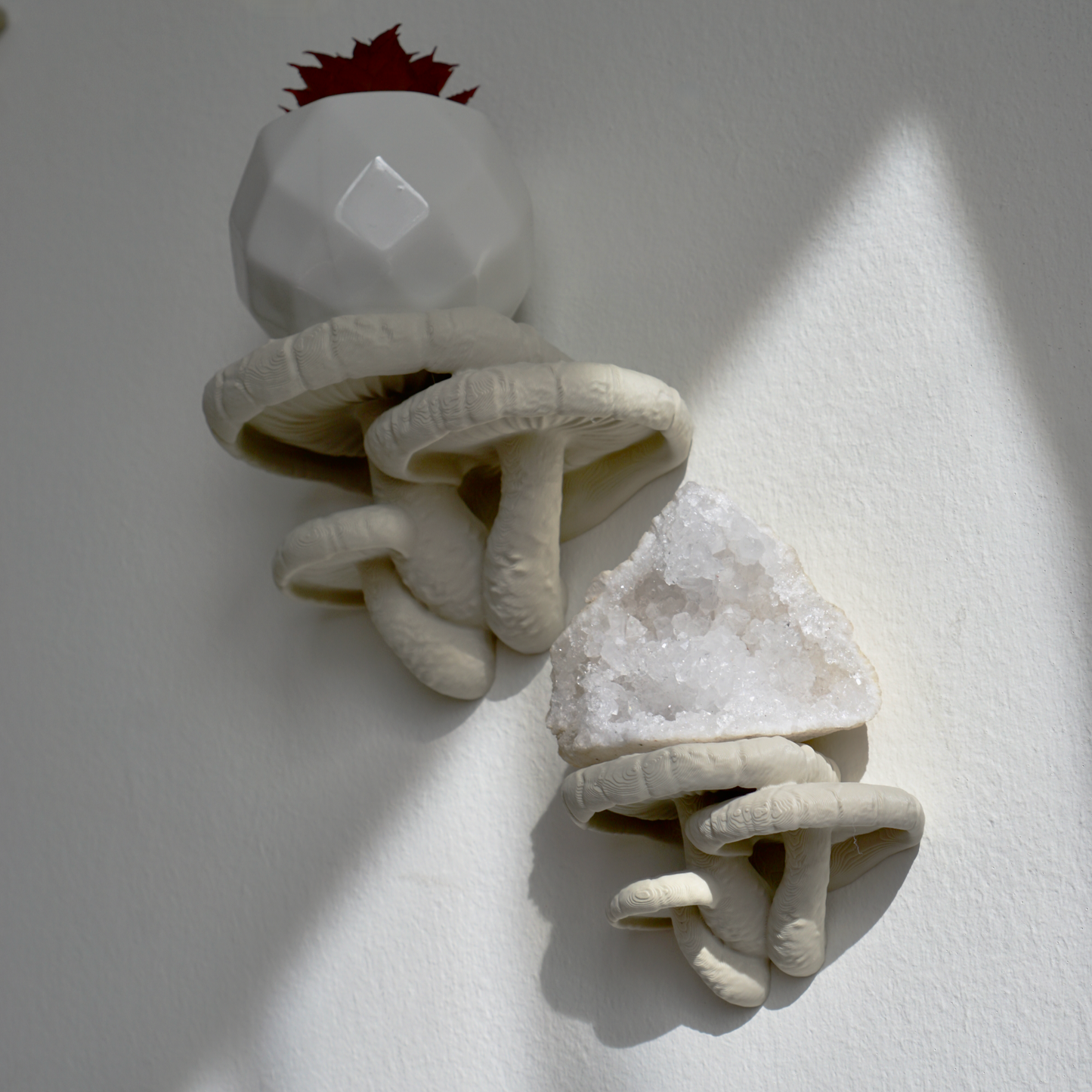 Shiitake Mushroom Shelves