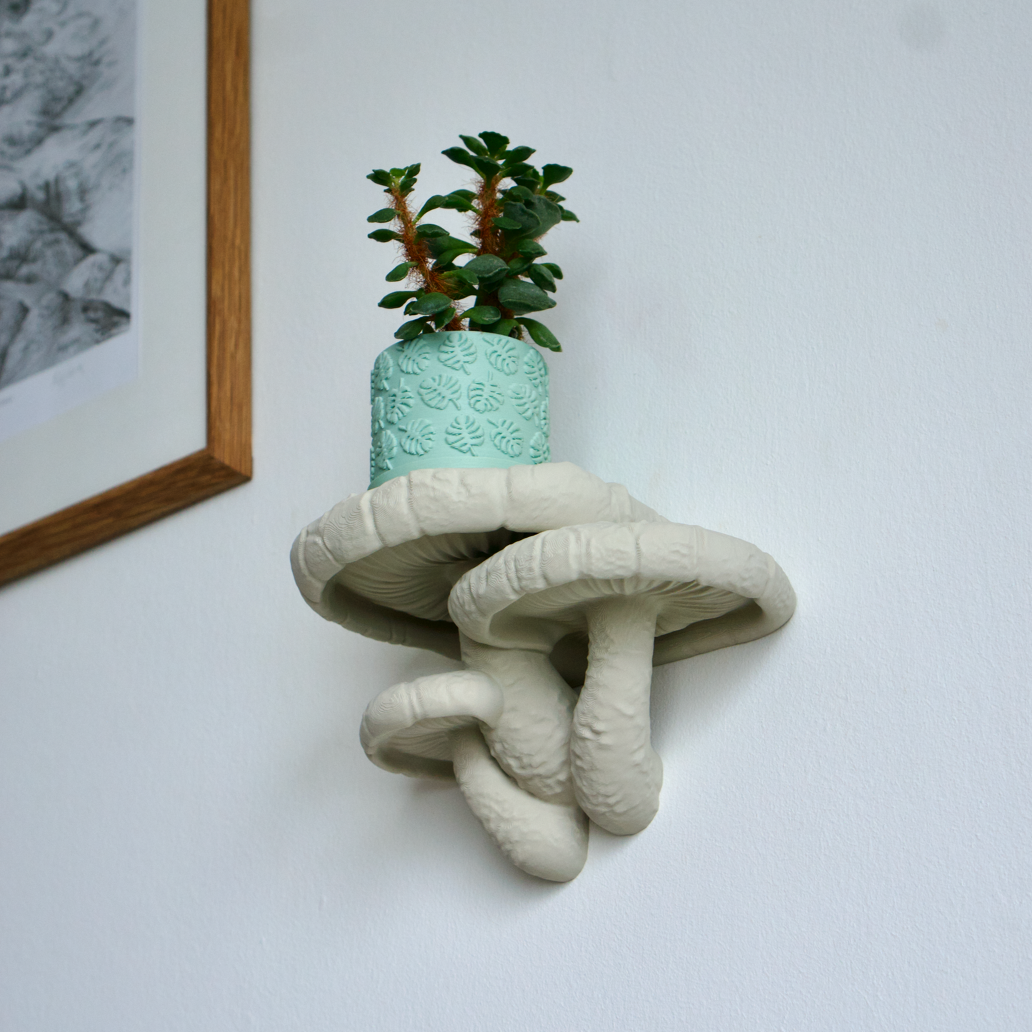 Shiitake Mushroom Shelves
