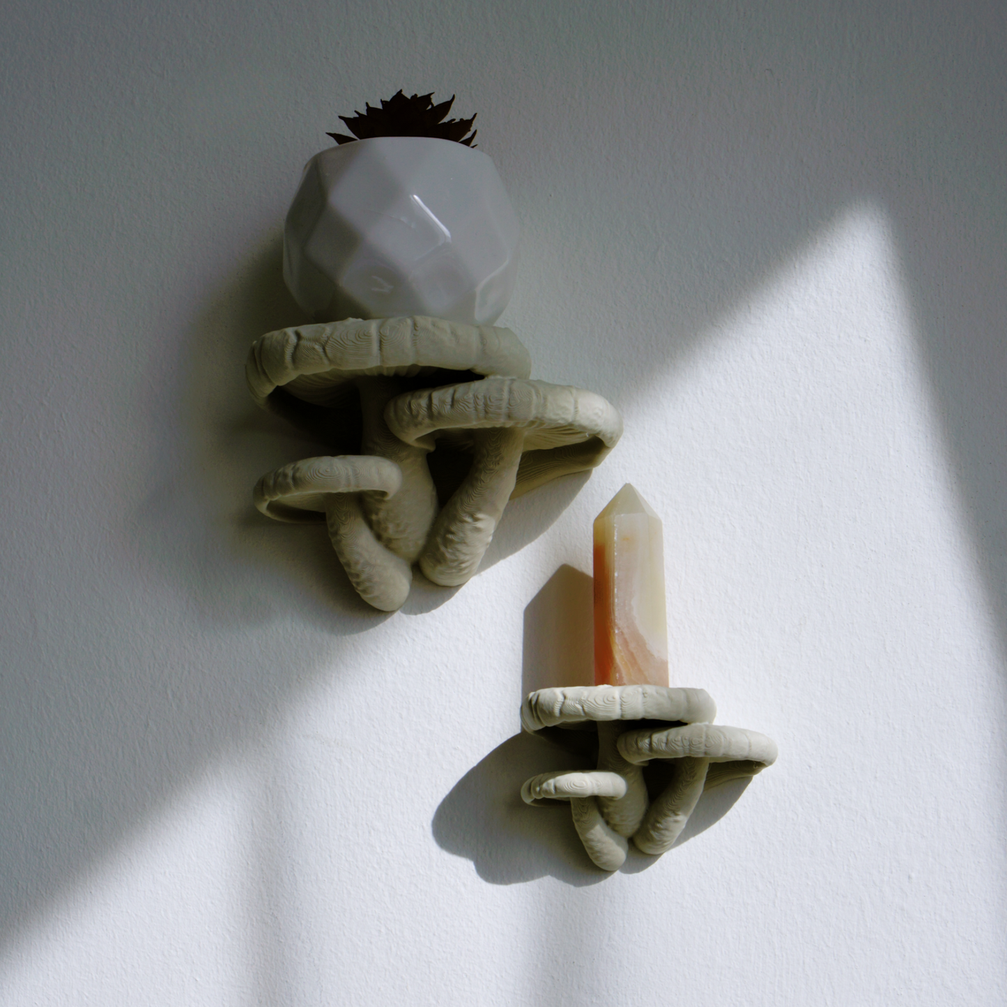 Shiitake Mushroom Shelves