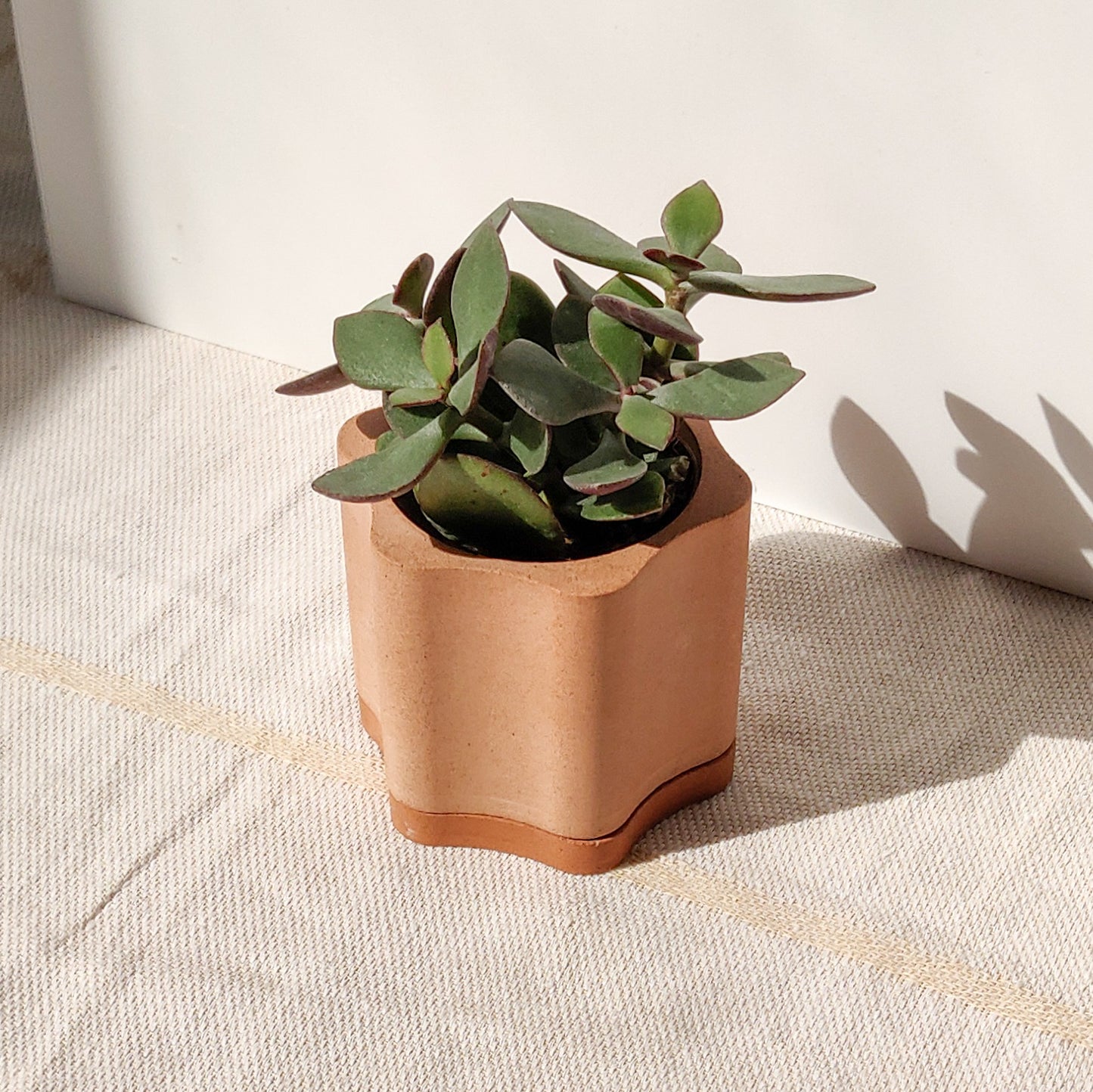 Wavy Flower Plant Pot with Water Tray and Drainage Hole
