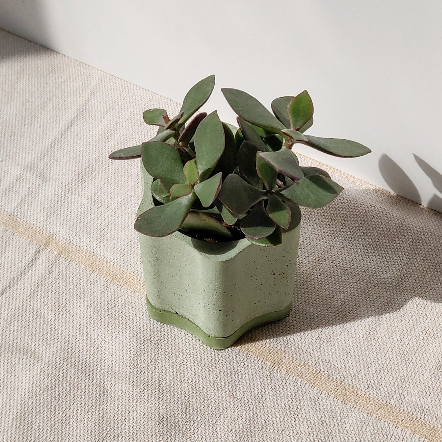 Wavy Flower Plant Pot with Water Tray and Drainage Hole