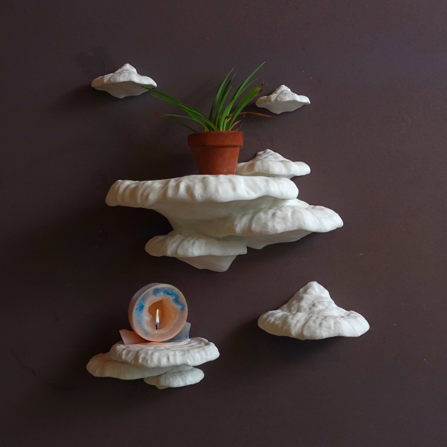 mushroom wall art shelves based on the pinicula mushroom fungi for a cottage or witch decor home