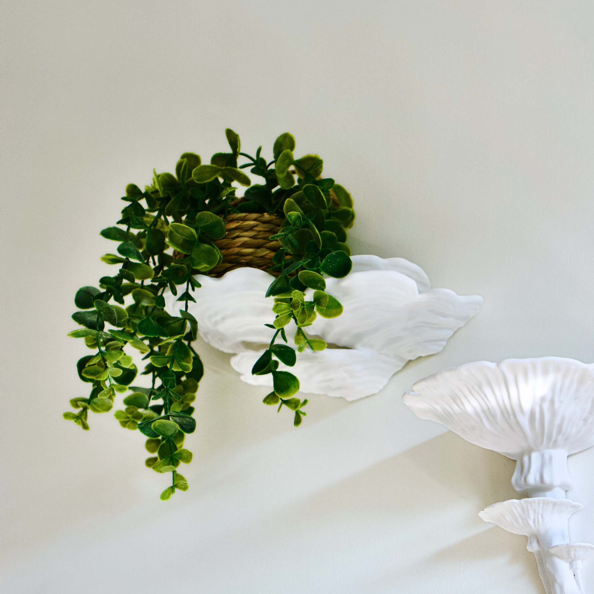 Green plant sitting on an ostrea mushroom shelf. Fairycore wall decor inspired.