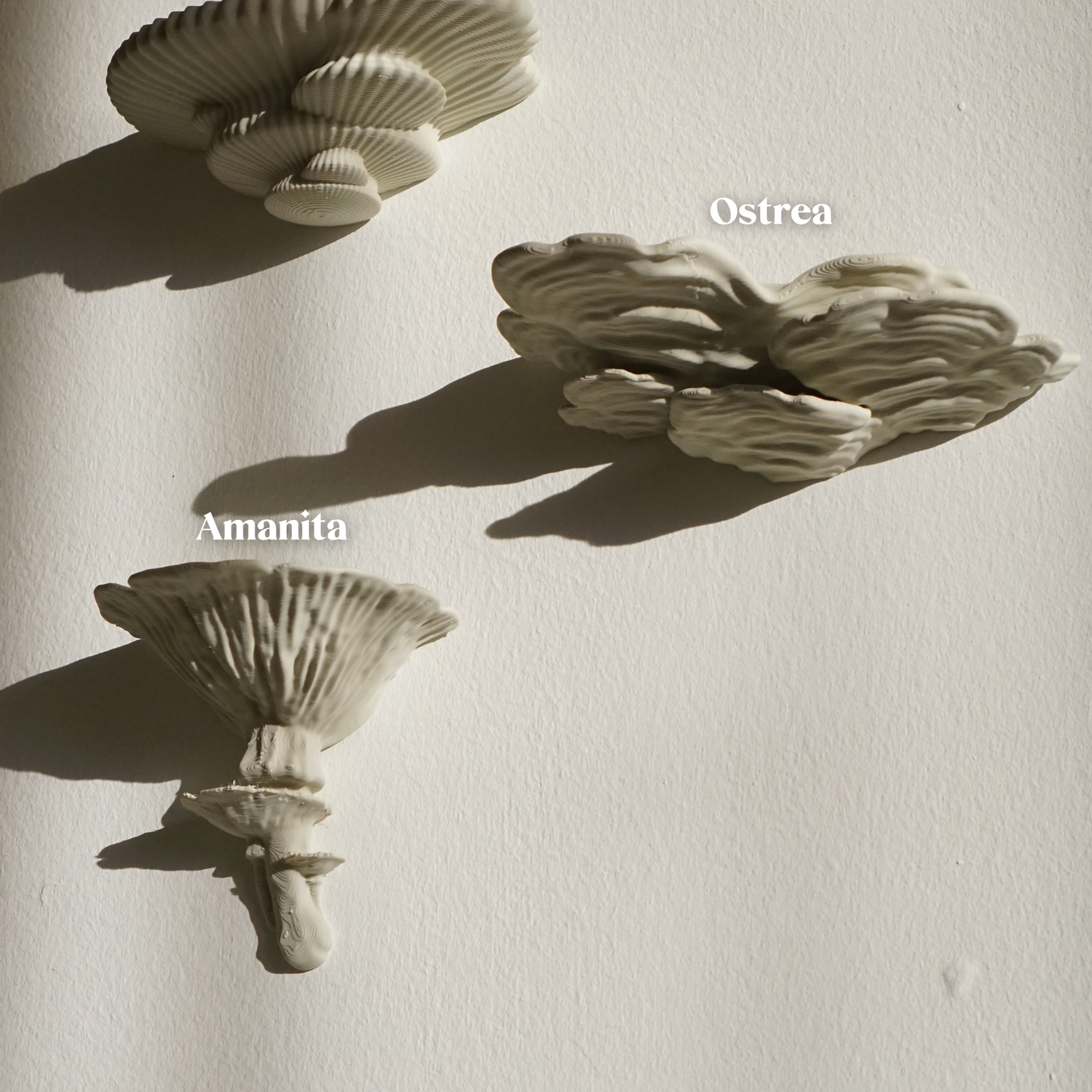 Our ostrea and amanita wall shelves on a cream wall background.