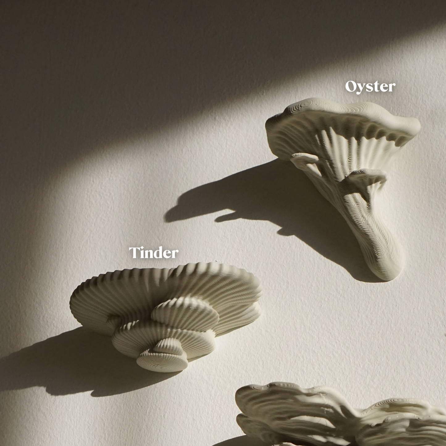A khaki cream oyster and tinder mushroom shelf on an off-white wall